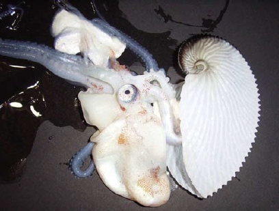 圖十一 扁船蛸和外殼分離的模樣，其實和一般的章魚相去不遠。（攝