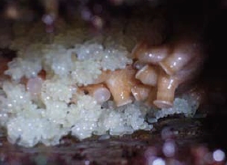 圖三 母章魚和她的卵囊，就像一串串白皙的