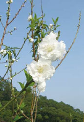 圖1 杏花(左)、桃花組合圖